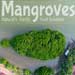 MANGROVES Natures Hardy Foot Soldiers 